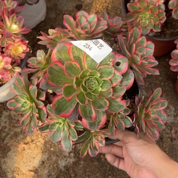 纳福手捧多肉植物234