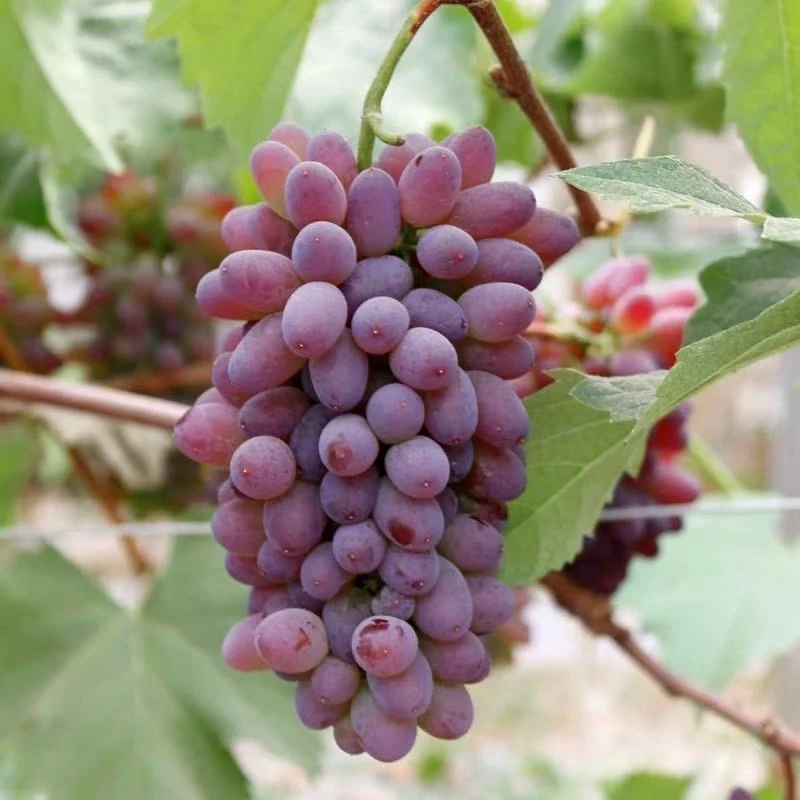 【空运发货】头茬云南茉莉香葡萄无籽新鲜当季现摘现发L