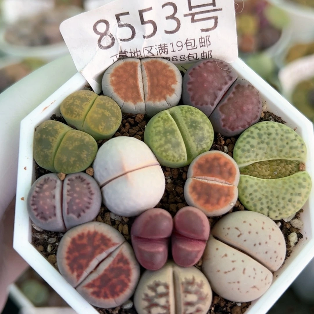 好养易活生石花大母本8553