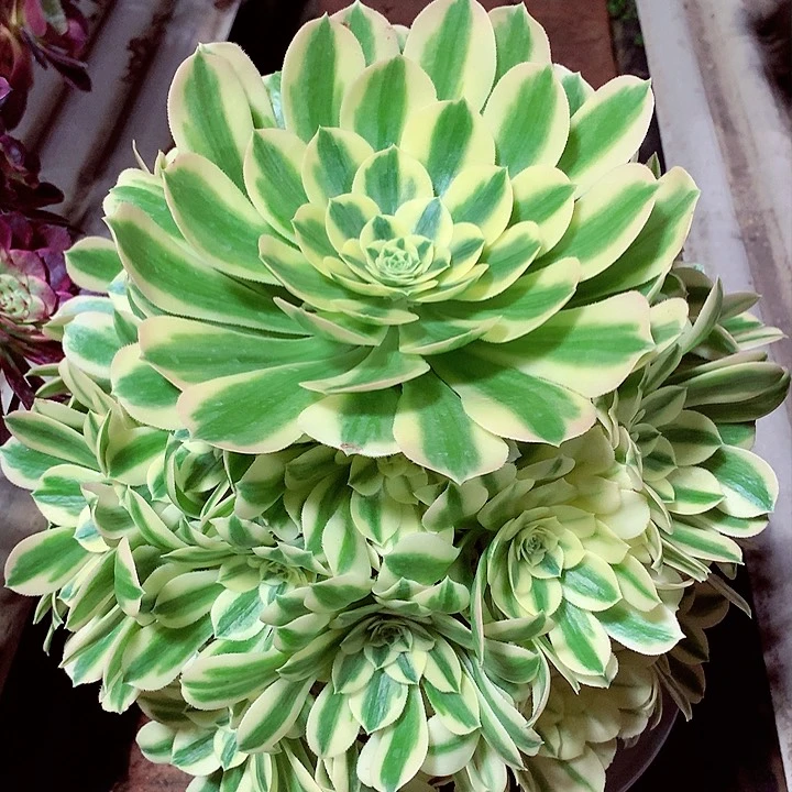 妙*迈巴赫，多肉植物