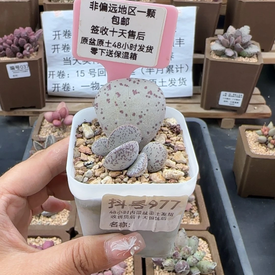 977红点粉蛋多肉植物