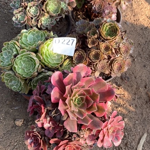 227五颗法师多肉植物