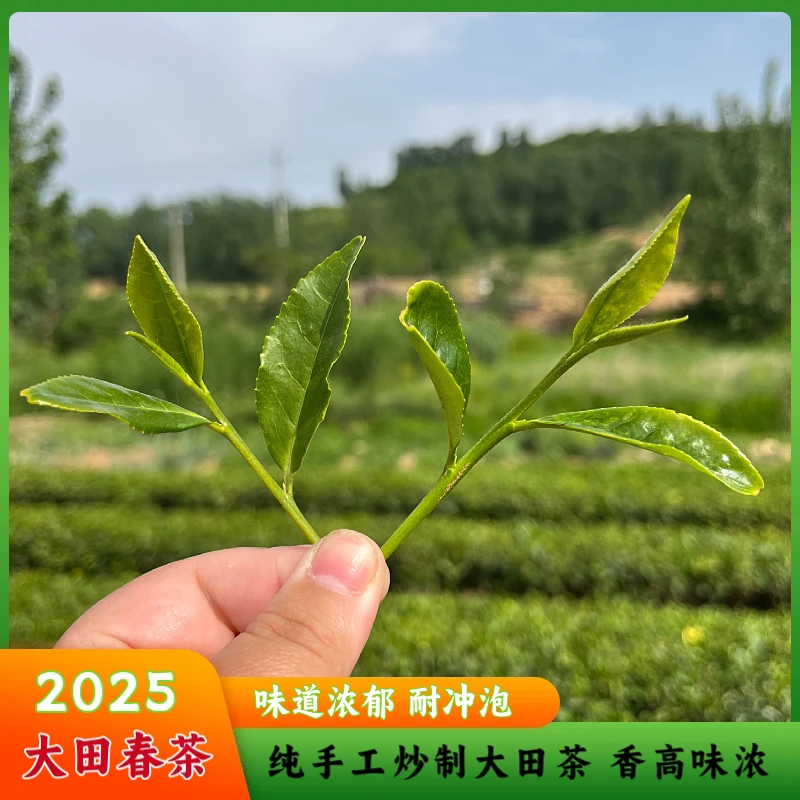 2025年日照绿茶 大田茶 味道浓郁 沙口足 耐冲泡  口粮春茶