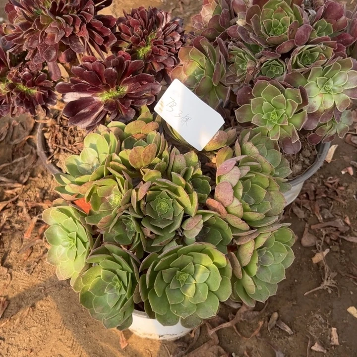 微****7号3颗多肉植物，不包断头