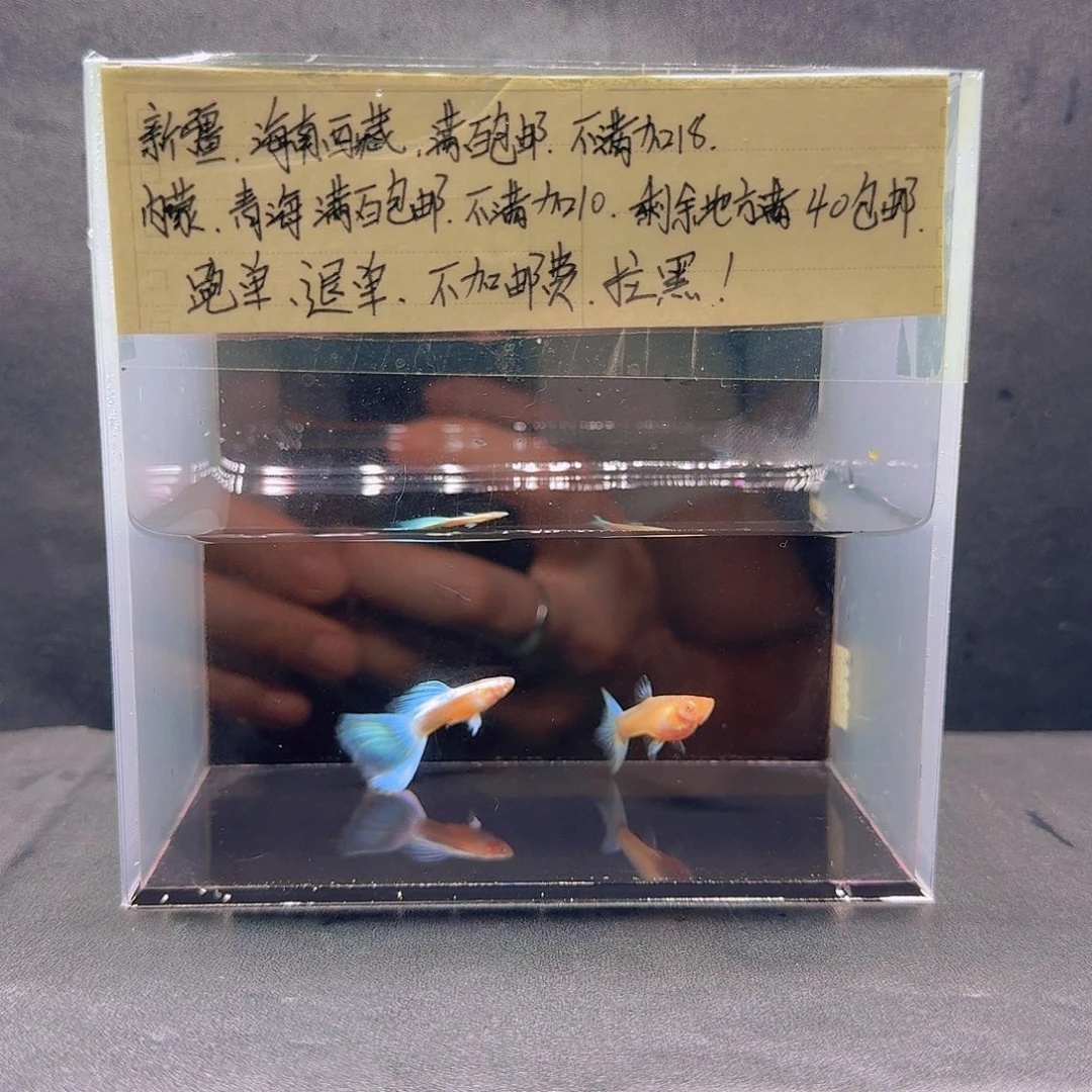 孔雀鱼天空蓝欧翼飞船一对