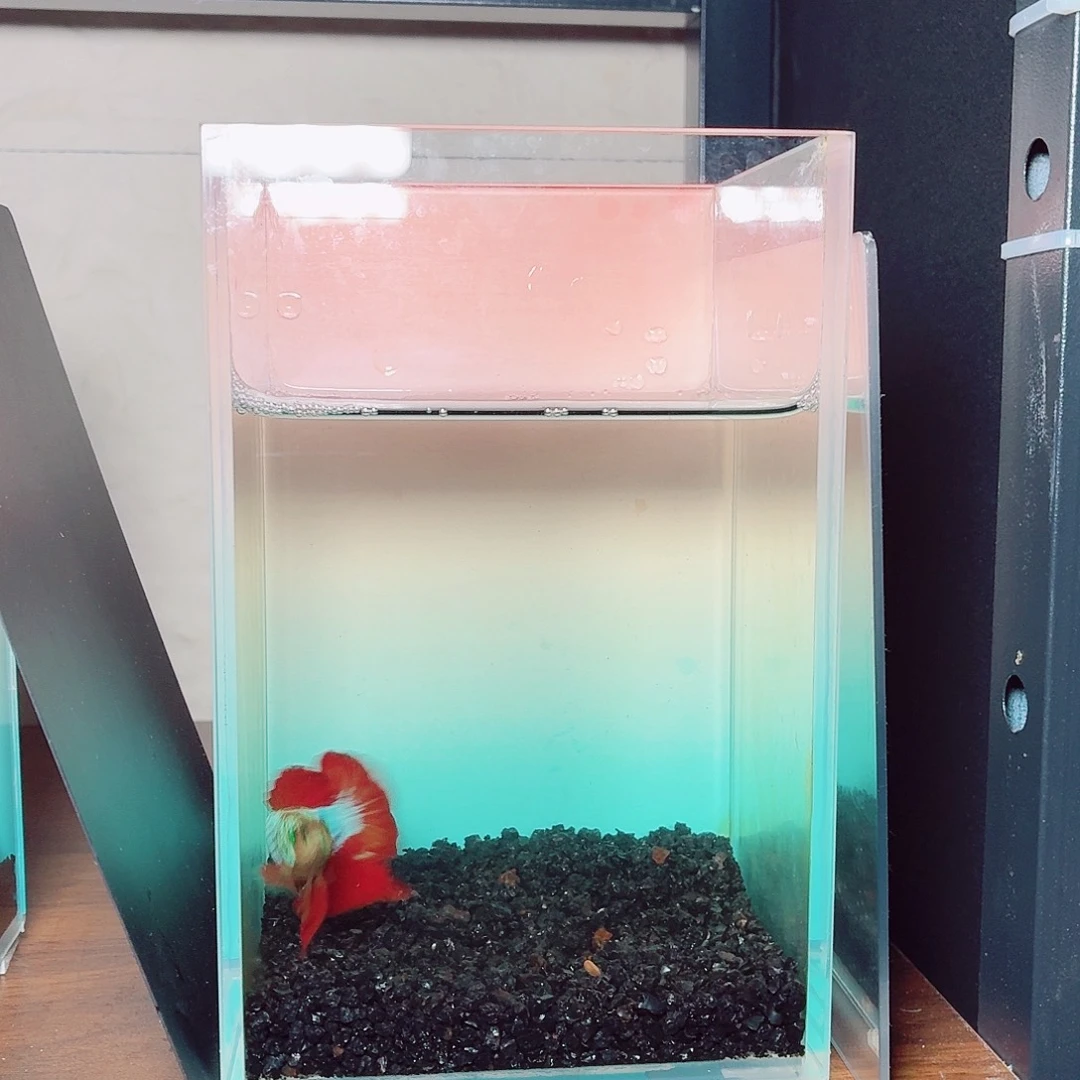 斗鱼龙系将军绿魔