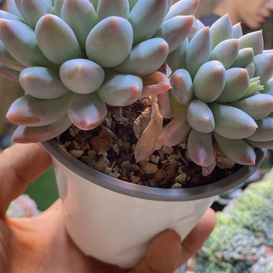 ?**?206号奶糖多肉植物