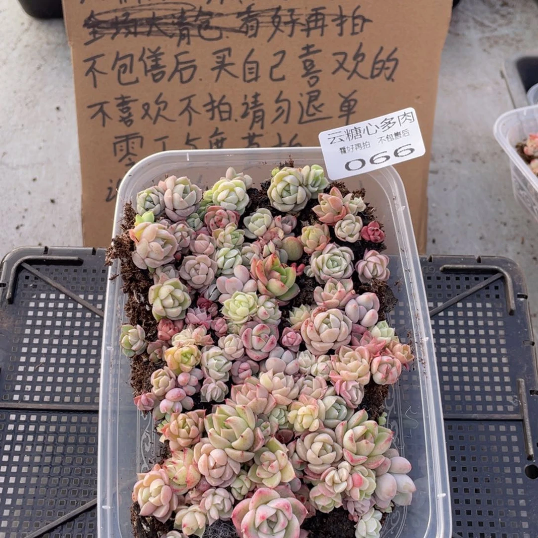 云糖心多肉植物66