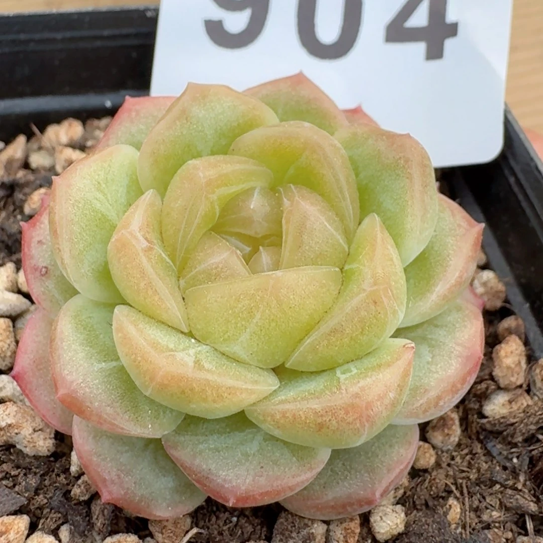 无尽灯       精品多肉