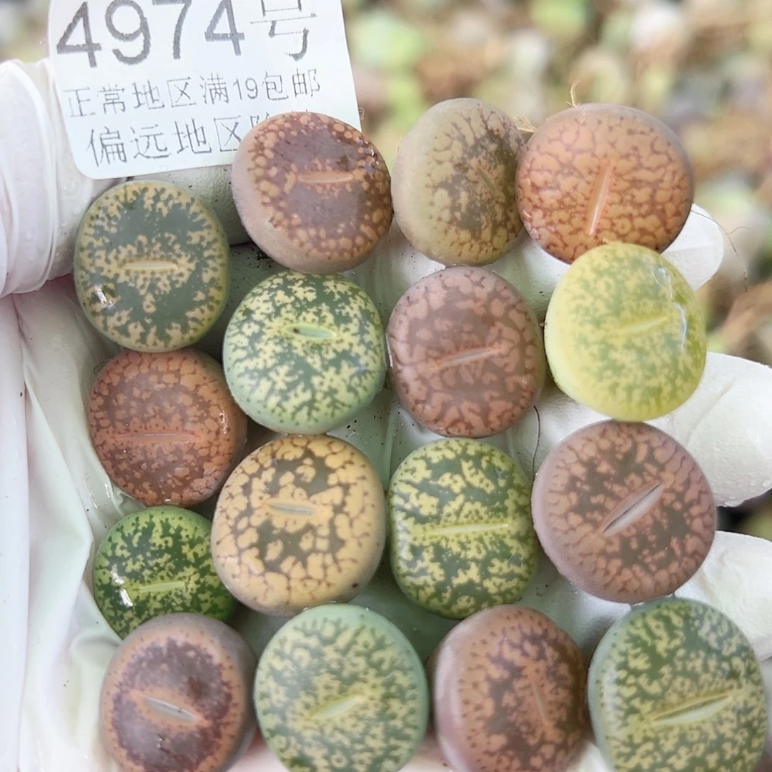 4974 好养易活生石花大母本16个1.5cm左右