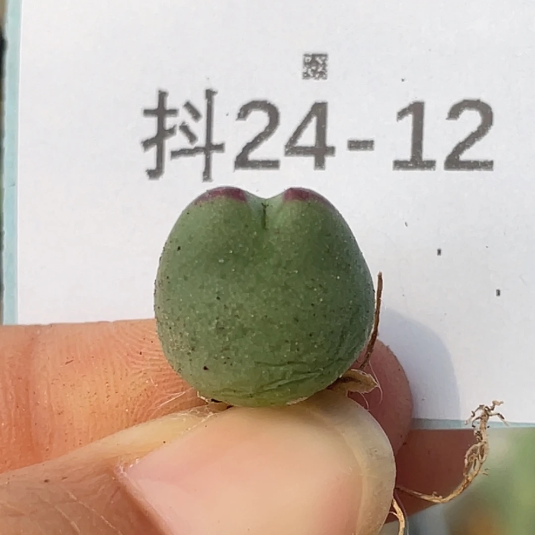 24-12比卡丘多肉植物