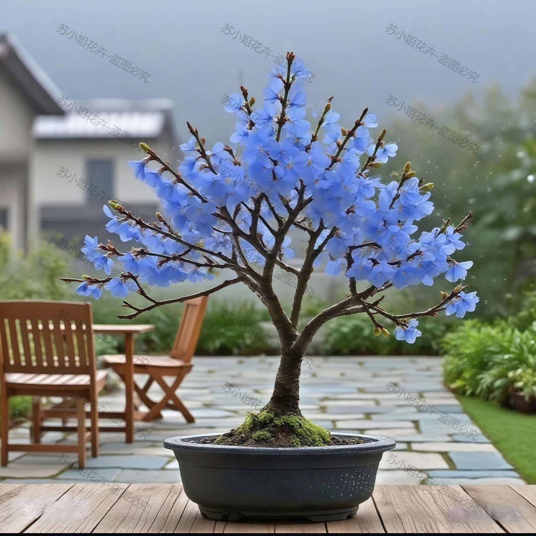 【春节开花】腊梅梅花盆栽地栽老桩浓香型耐寒植物冬天开花庭院花卉