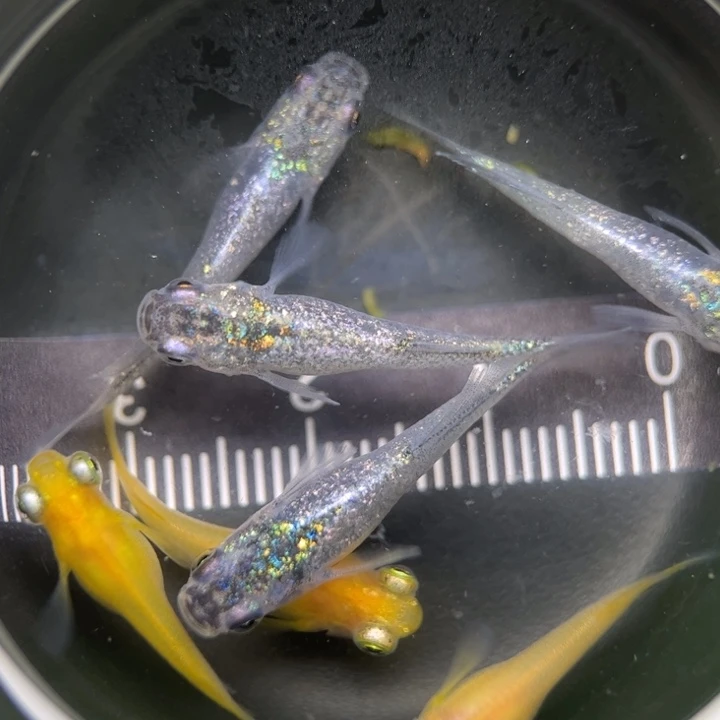 海水鱼混搭11号青鳉