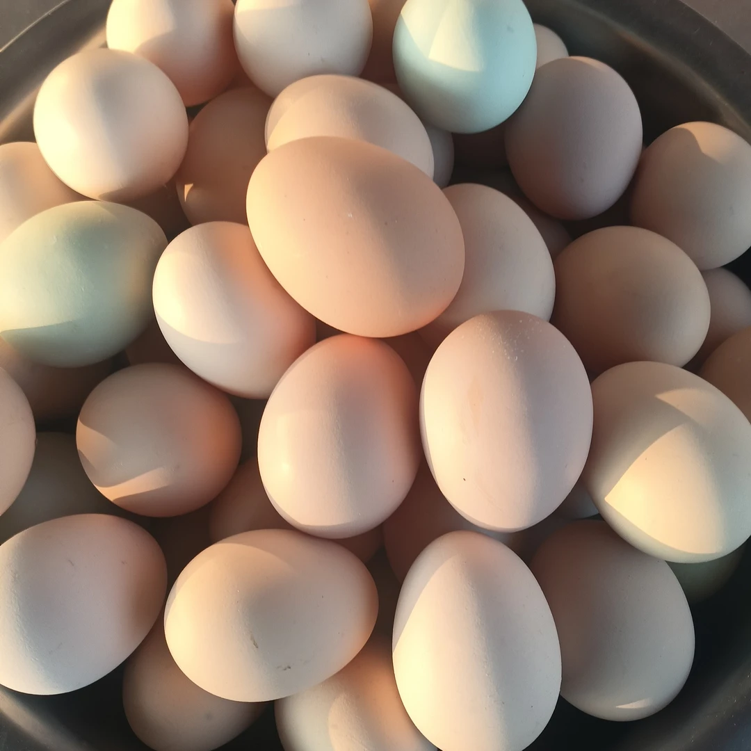 新鲜农家散养土鸡蛋，五谷杂粮喂养，安全放心，孕婴儿营养，馈赠佳品
