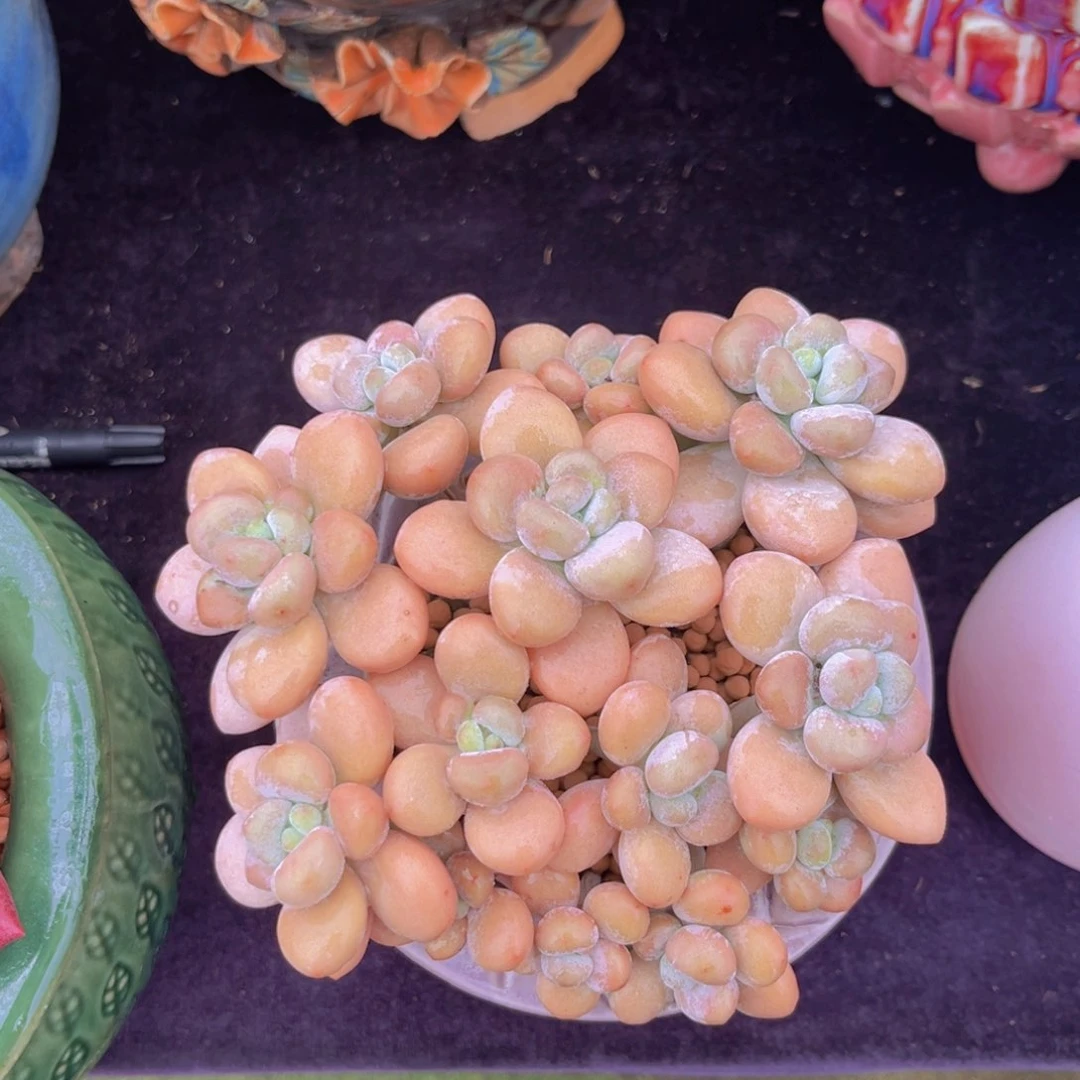 完全开放多肉植物胖体洛神