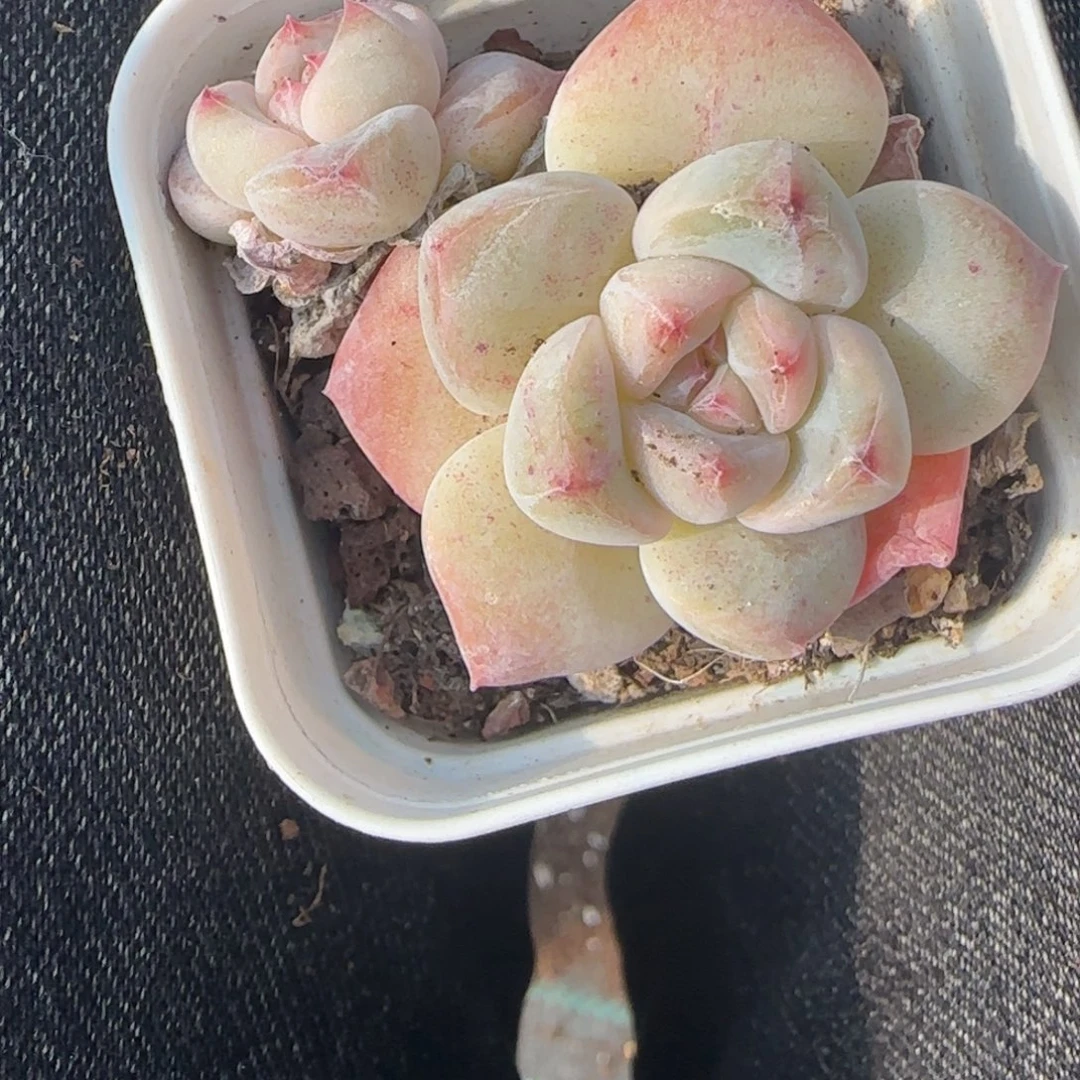 小卡拉米糖心一物一拍