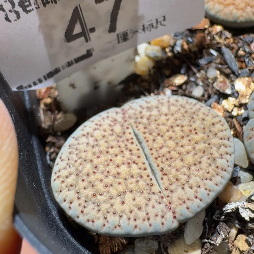 Ssss生石花多肉47超多血点