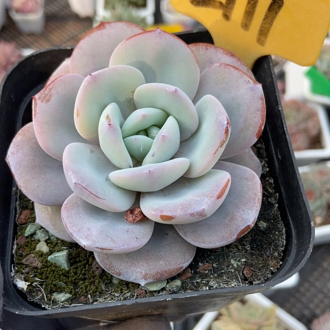 2111奶茶多肉植物