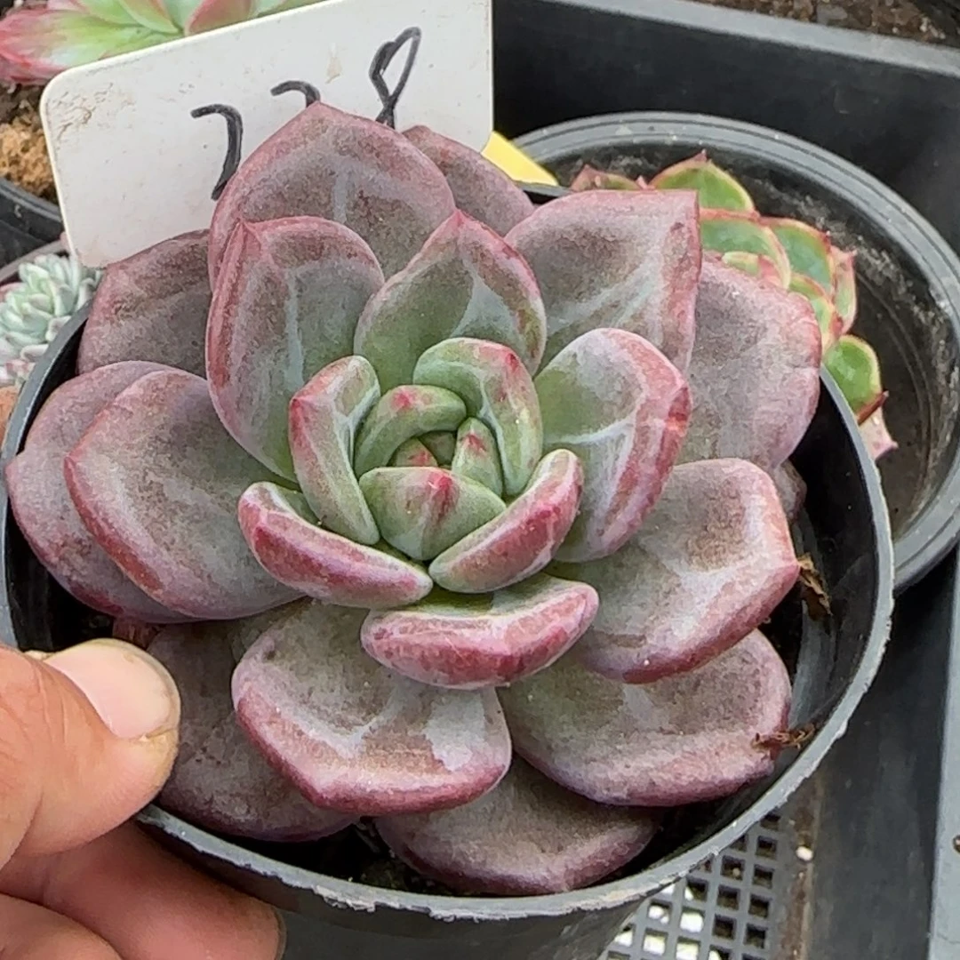 Q橙石化惊鸿一物一拍包装收缩花旱