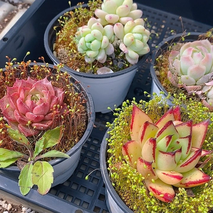120 多肉植物盆栽花卉植物