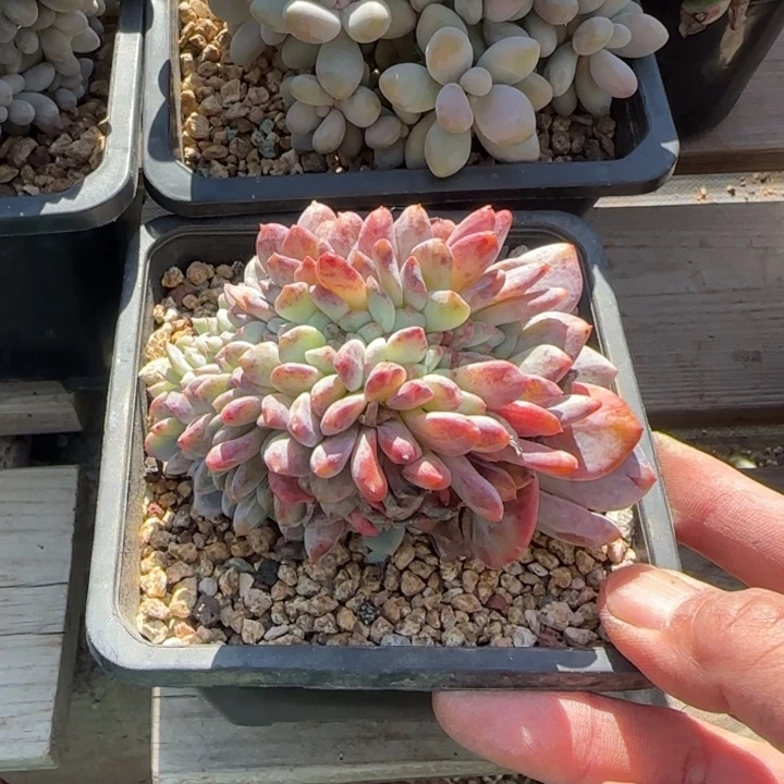 星影龙头缀化五十包邮老桩