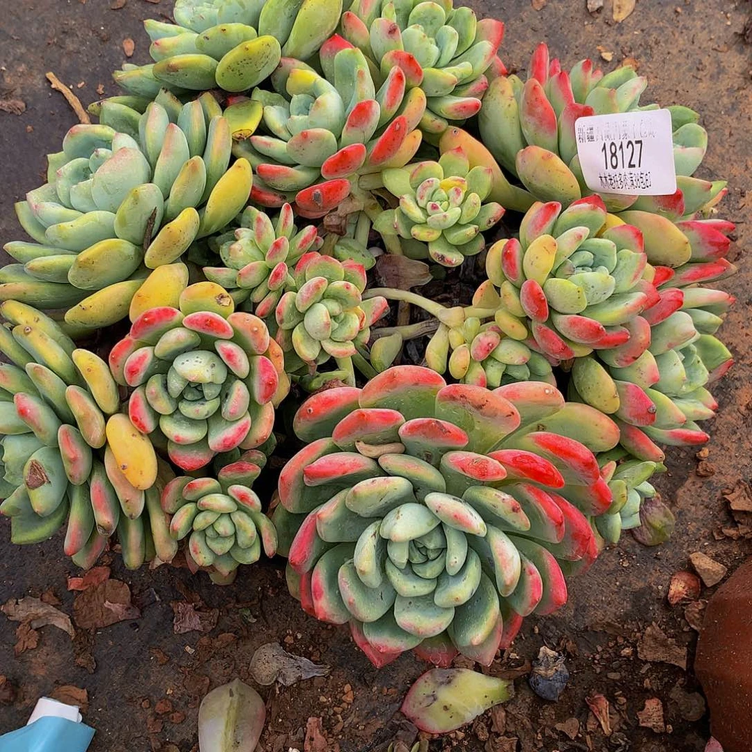 J***y望舒18127多肉多肉