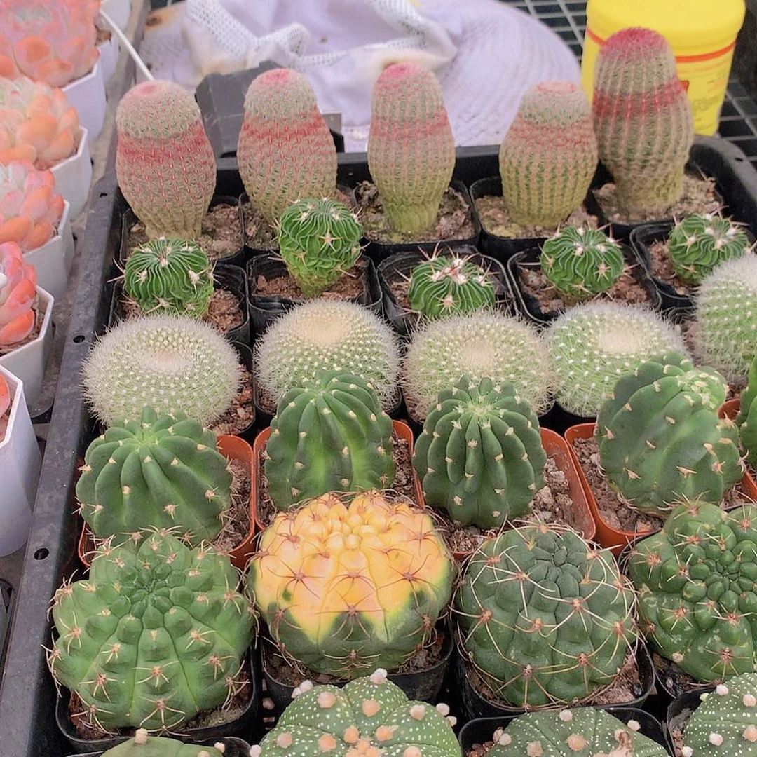 6颗球捡漏235678999999
