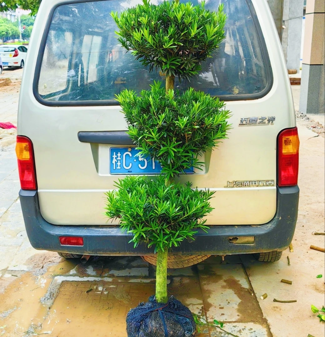 正宗罗汉松步步高升造型罗汉松四季招财如意松庭院门好养活好搭理