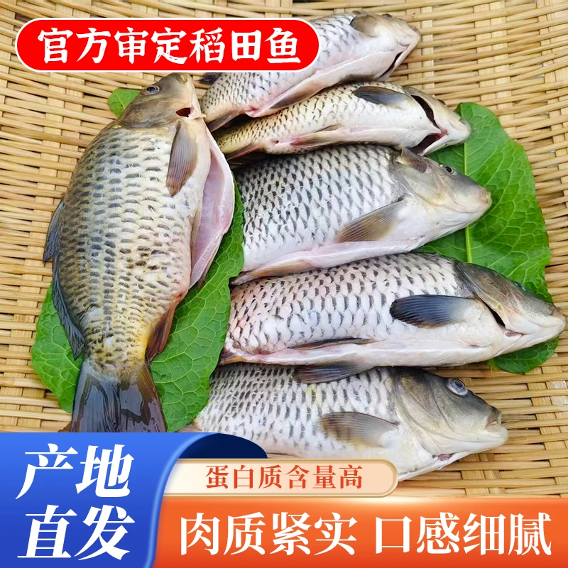 【乾稻鱼专卖】原生态稻田鱼专用乾稻鱼无泥腥味肉嫩软刺鲜甜软糯