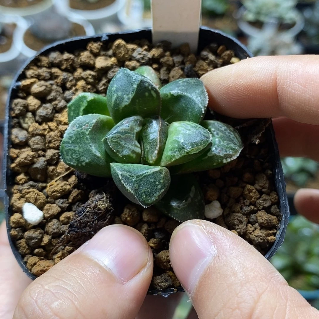 小*泽200虎克船长十二多肉