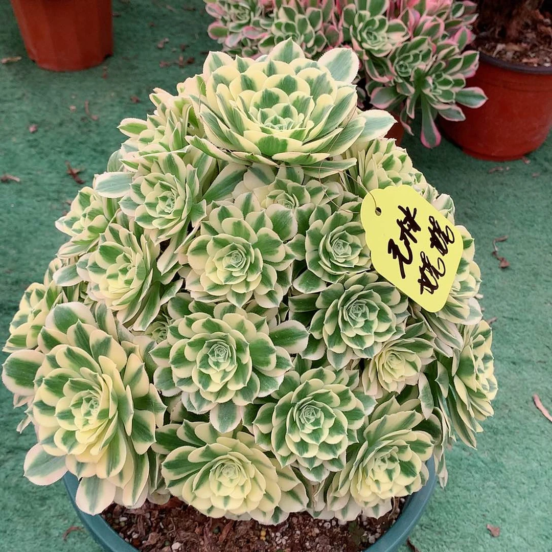 毛**姥迈巴赫多肉植物