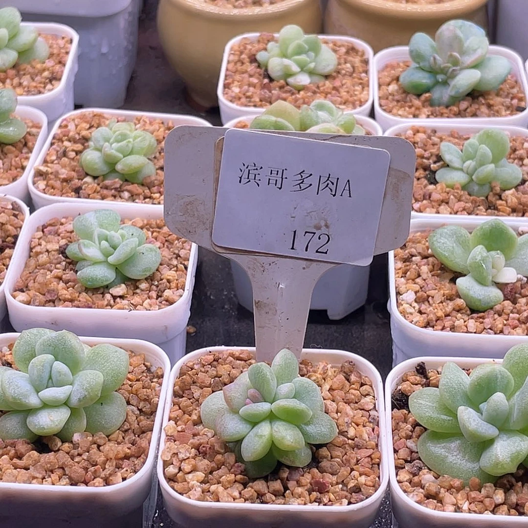 安***然滨哥多肉A172冰玉石化红锦福利