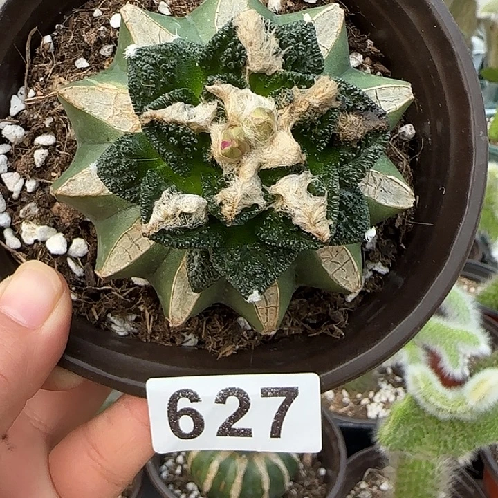 小***凡无花朵嫁接螺旋辛顿627
