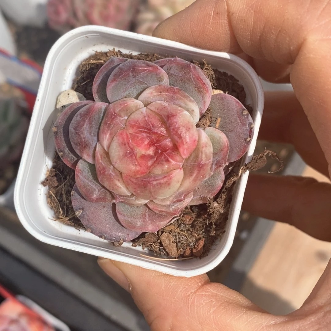 精品多肉一物一拍不包整34