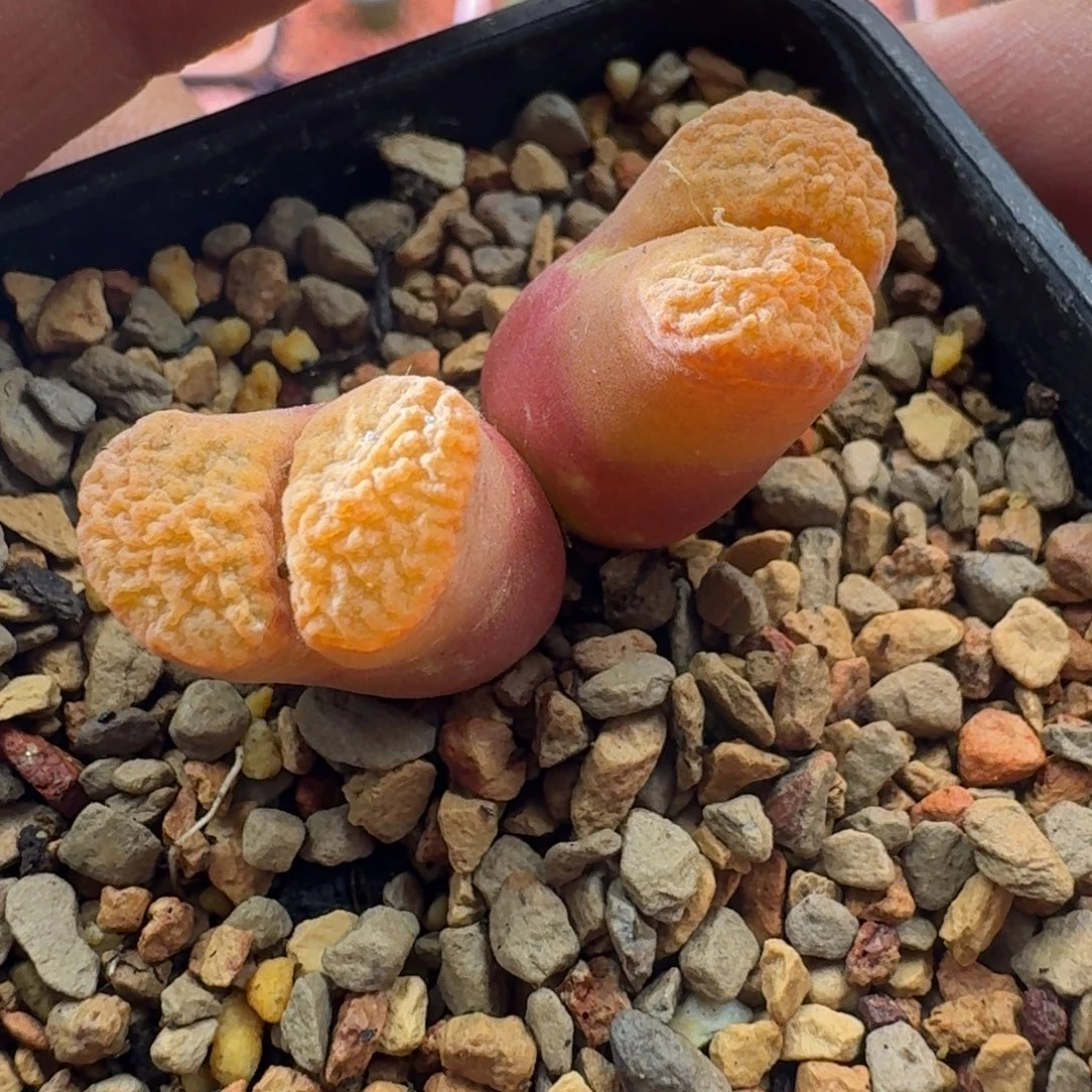 云缦精品番杏17.30 微瑕疵超级蛋糕