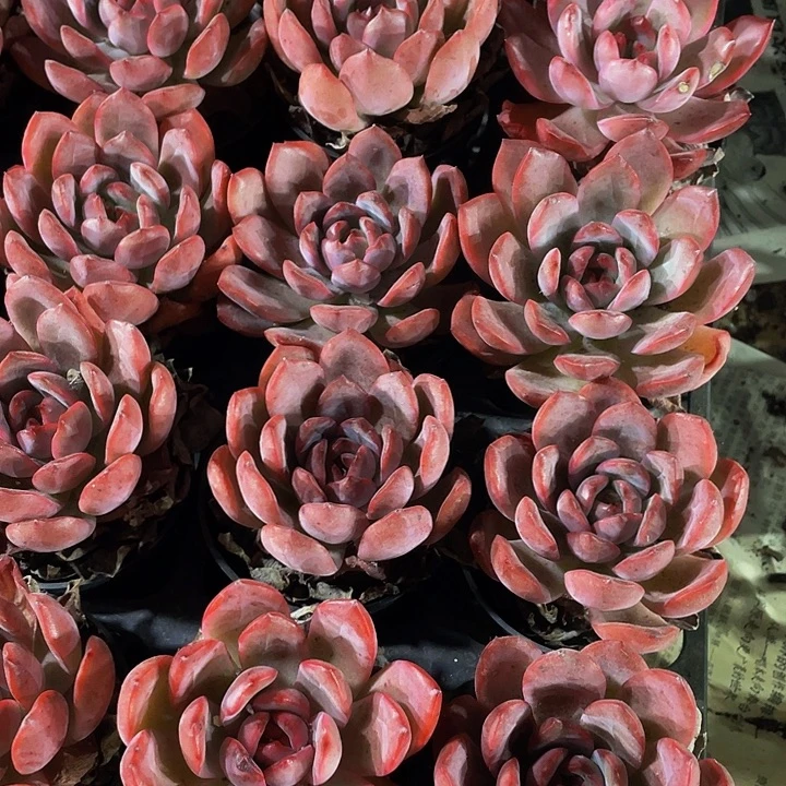 格林2.8带盆土发货