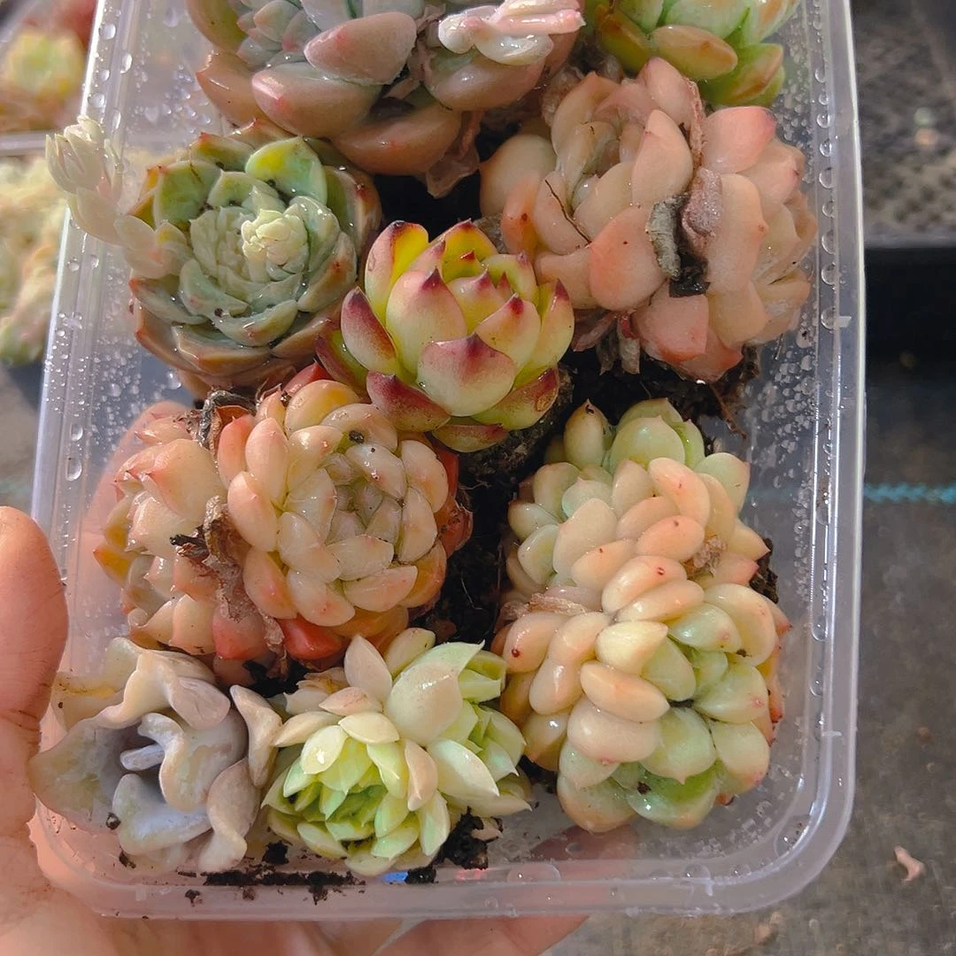 732，拼盘，带盆带土发货