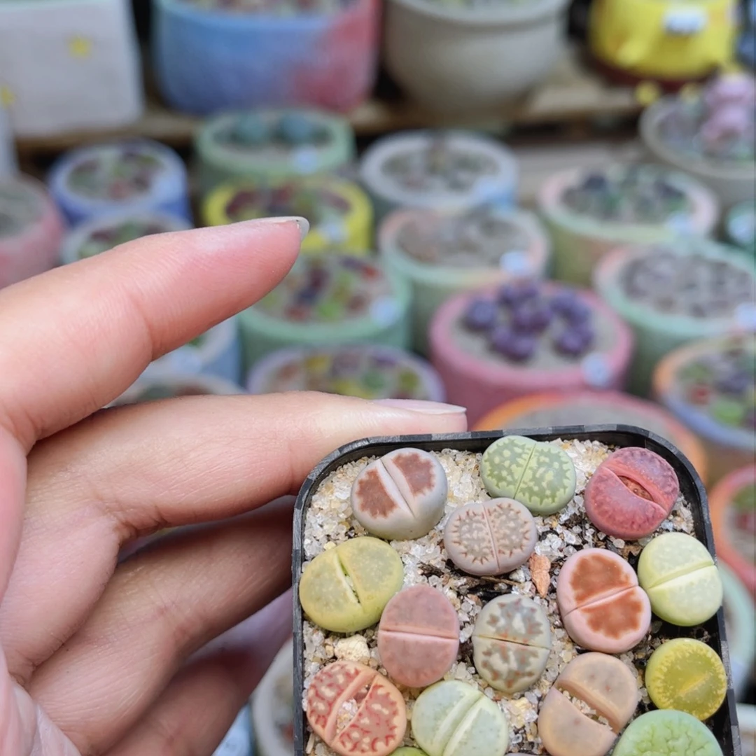 269。88888888888888