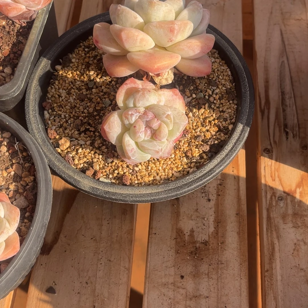 Y***儿雁儿姐的石化冰玉