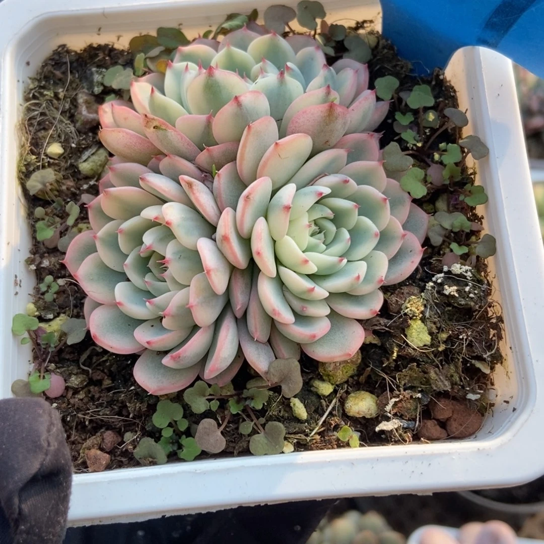 6159忌廉锦多肉植物