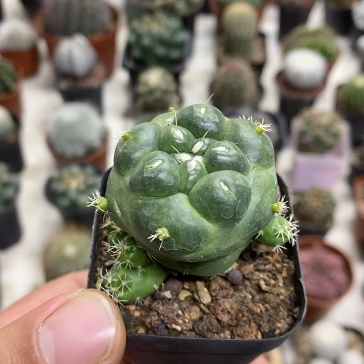 无刺象牙特价福利特价
