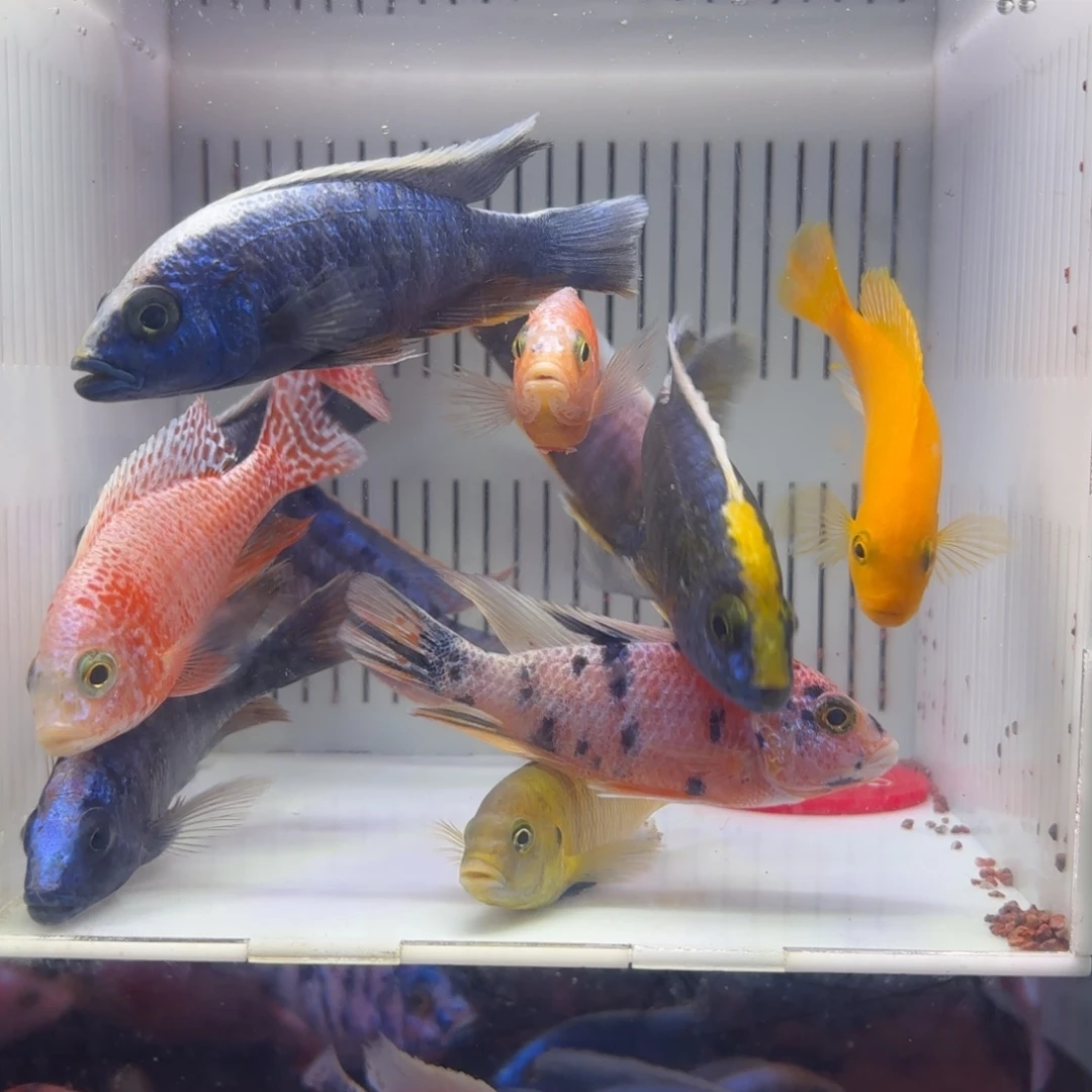 慈鲷鱼直播54号12条其中备损2条