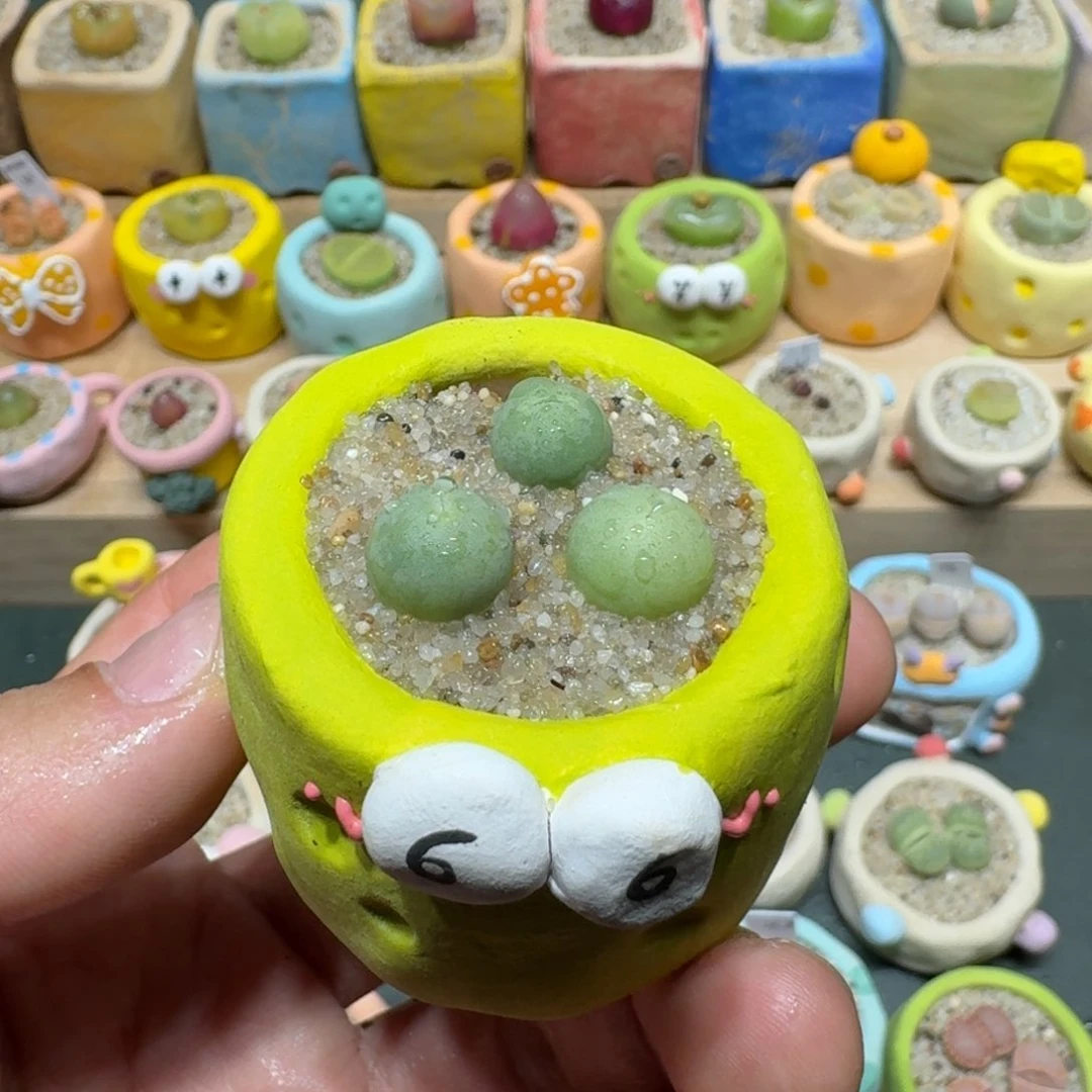 红陶蘑菇1014鸽子蛋