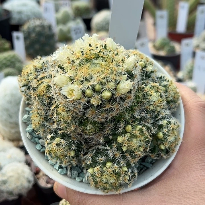 26号实生明星白色花群生