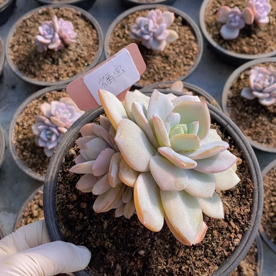 福****恒多肉植物111111111