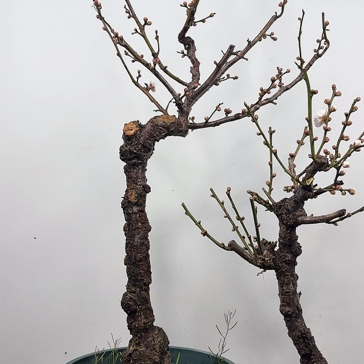 无花朵龙游梅龙游梅花花