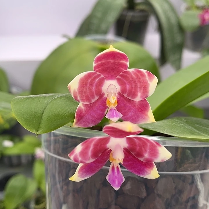 全部花苞4.5寸杯弥陀红龙分身双苗