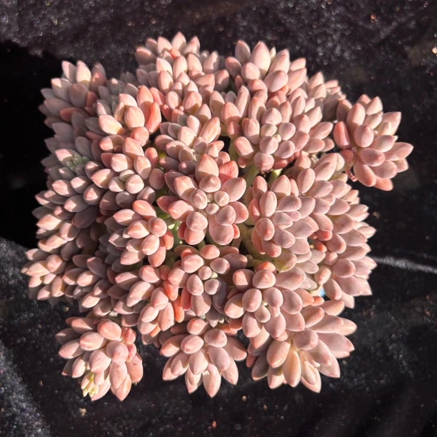 多肉一物一拍星黛露无砍群叶展20cm