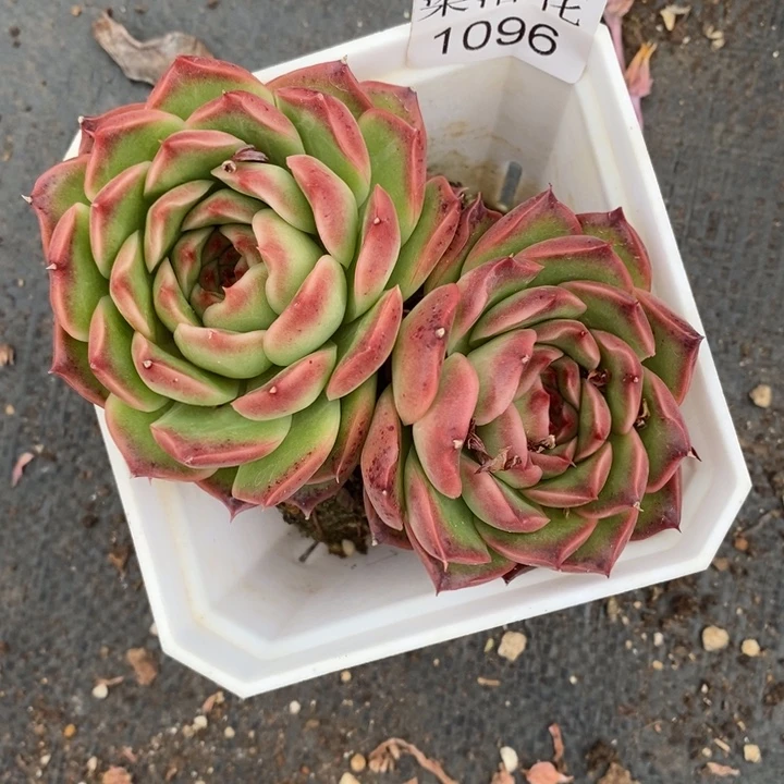 倾***8精品多肉植物1096