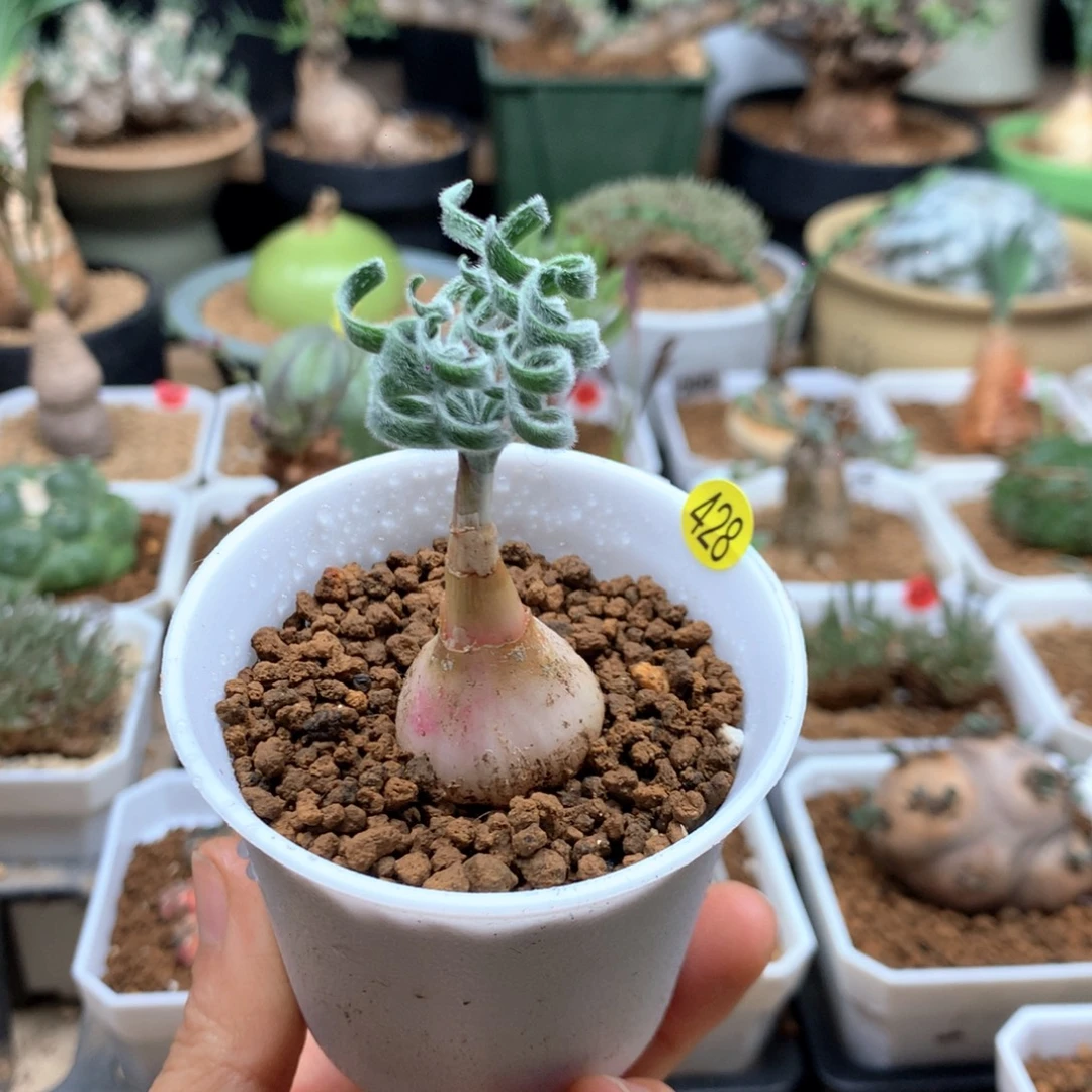 G属毛蚊香弹簧草带盆2cm